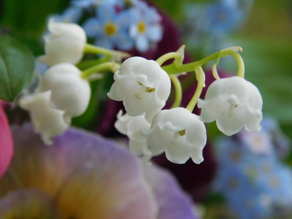 Photo of Lilies of the Valley (Convallaria) uploaded by JHeirloomSeeds
