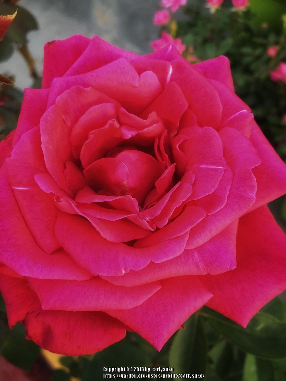 Photo of Hybrid Tea Rose (Rosa 'Mister Lincoln') uploaded by carlysuko