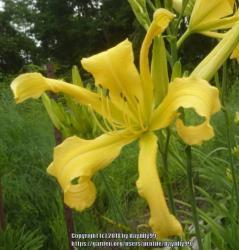 Thumb of 2018-09-26/daylilly99/1262a7