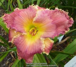 Thumb of 2018-09-26/daylilly99/506ea6