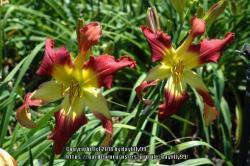 Thumb of 2018-09-26/daylilly99/81642a