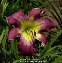 Thumb of 2018-09-26/daylilly99/871432