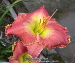 Thumb of 2018-09-26/daylilly99/873254