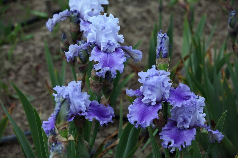 Photo of Tall Bearded Iris (Iris 'Ascent of Angels') uploaded by dimson67