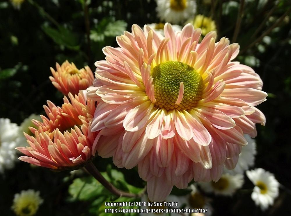 Photo of Early-Flowering Spray Chrysanthemum (Chrysanthemum 'Natalie Sarah') uploaded by kniphofia