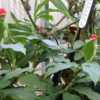 Tender costus ginger grown in-ground in greenhouse