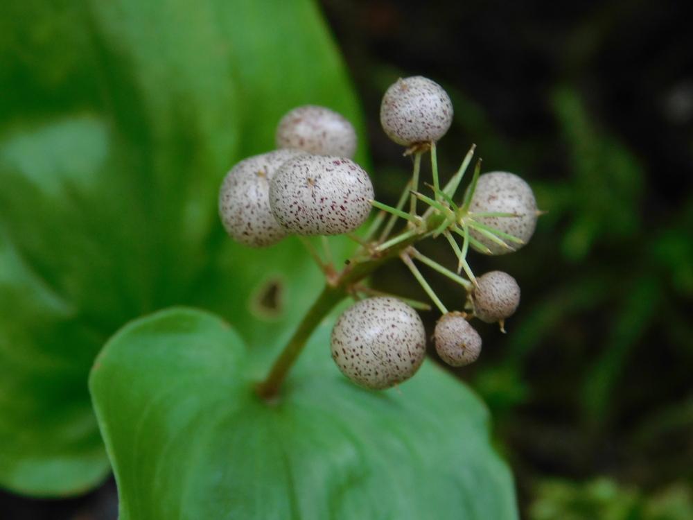Photo of False Lily of the Valley (Maianthemum canadense) uploaded by JHeirloomSeeds