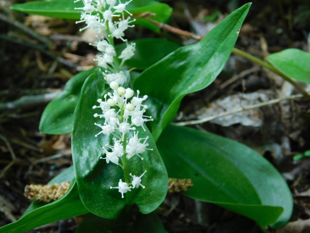 Photo of False Lily of the Valley (Maianthemum canadense) uploaded by JHeirloomSeeds