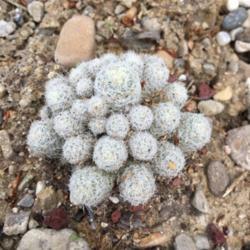Location: South Jordan, Utah, United States
Date: 2018-05-18
Escobaria sneedii subsp. leei