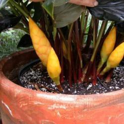 Location: My greenhouse, Florida
Date: fall
Striking yellow cones against deep dark foliage make this ginger 