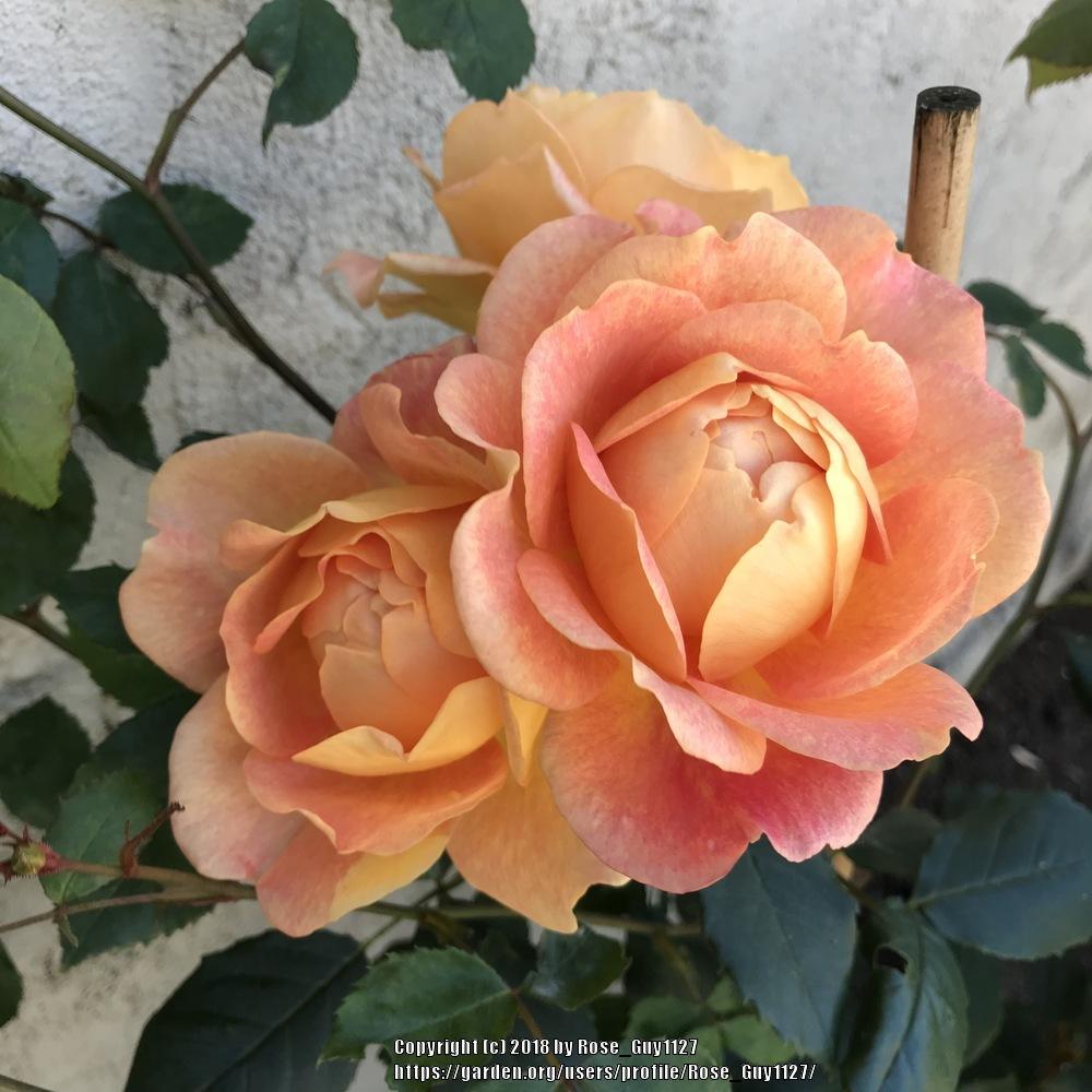 Photo of English Shrub Rose (Rosa 'Lady of Shalott') uploaded by Rose_Guy1127