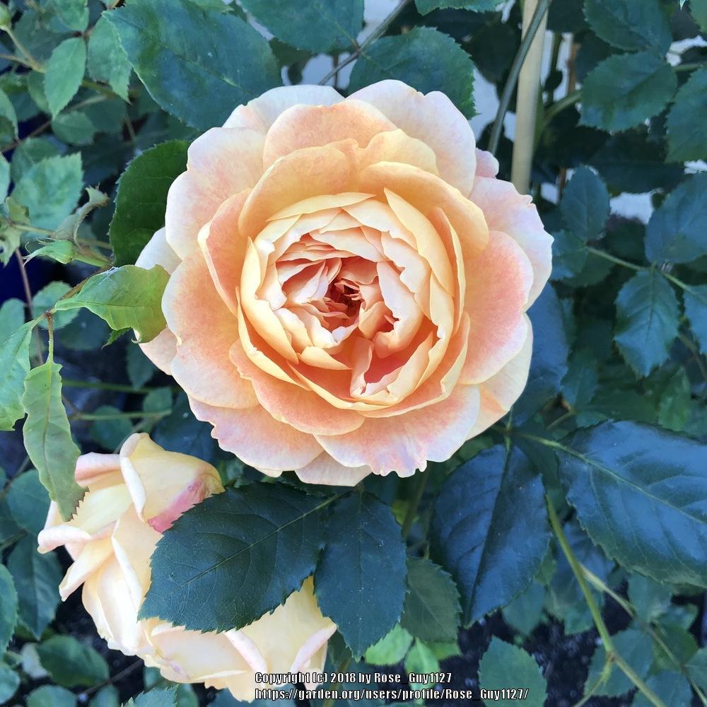 Photo of English Shrub Rose (Rosa 'Lady of Shalott') uploaded by Rose_Guy1127