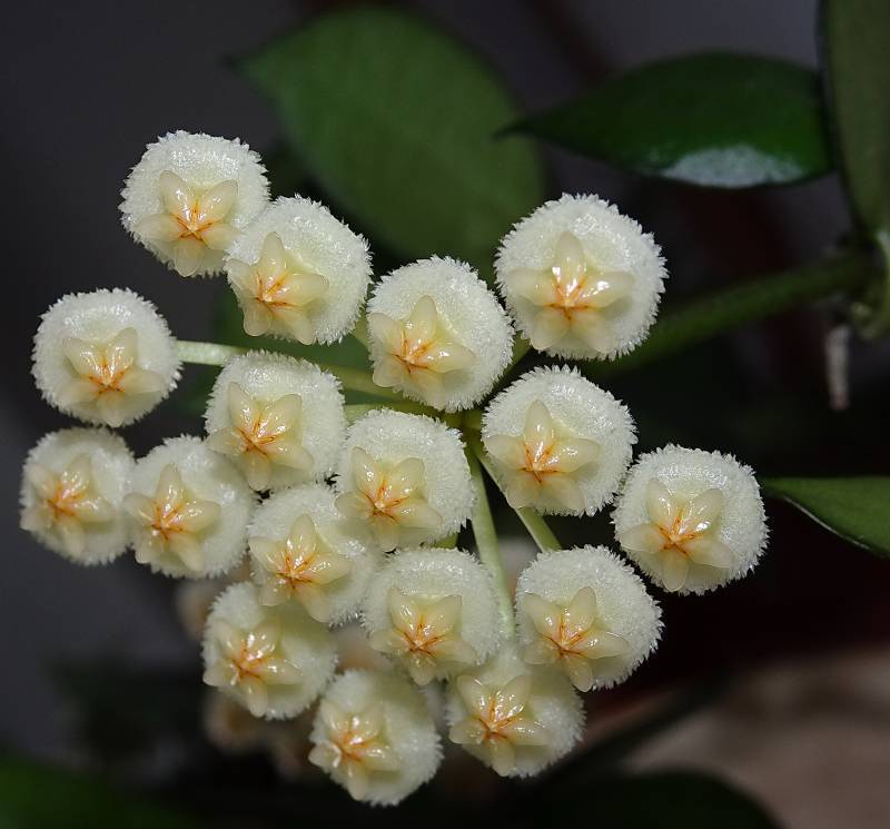 Photo of Wax Plant (Hoya krohniana) uploaded by Orsola