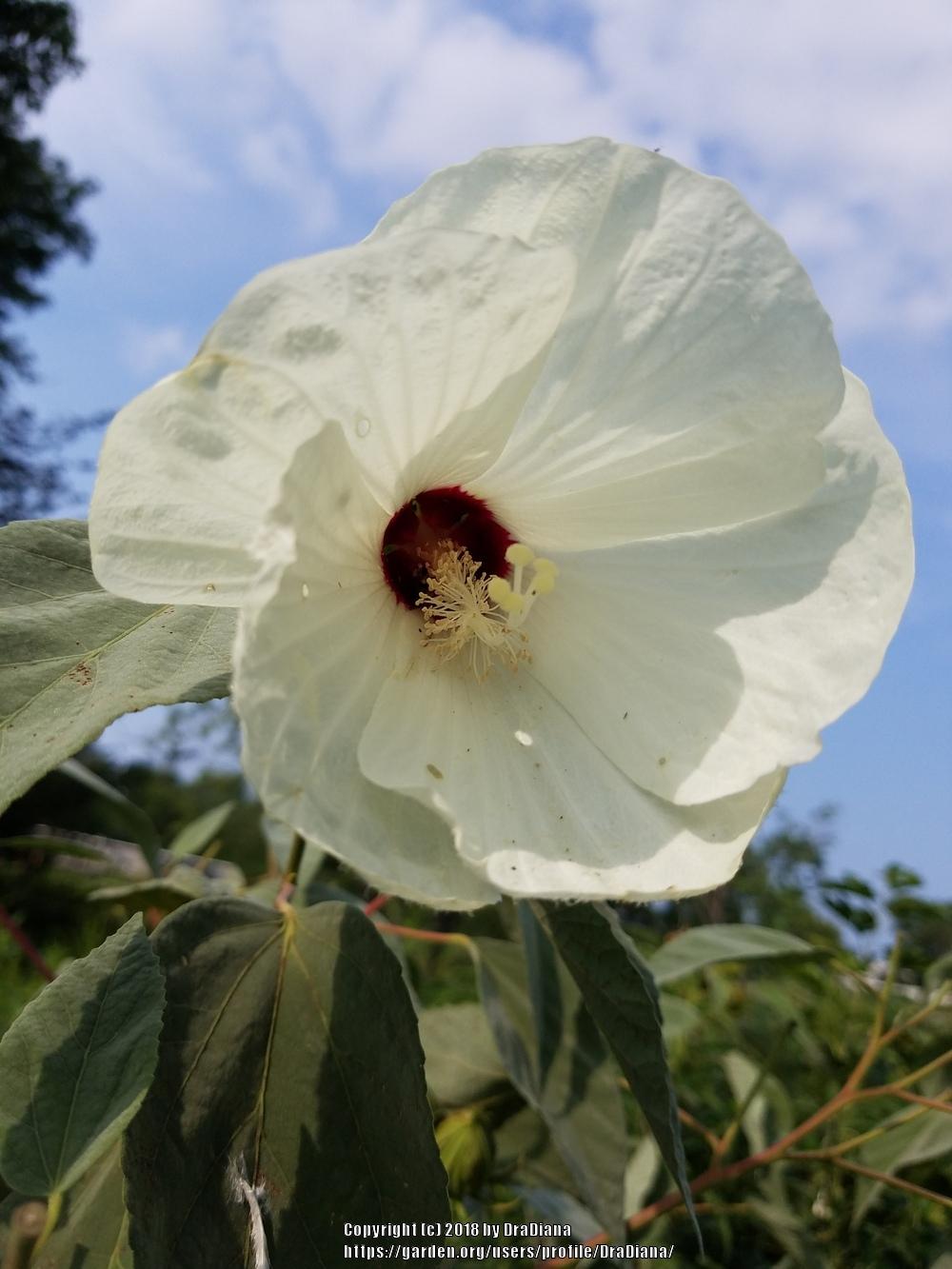 Photo of Woolly Rose-Mallow (Hibiscus moscheutos subsp. lasiocarpos) uploaded by DraDiana