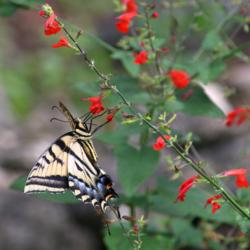 Location: My Garden
Date: 2018-09-30
Nectar source for butterflies