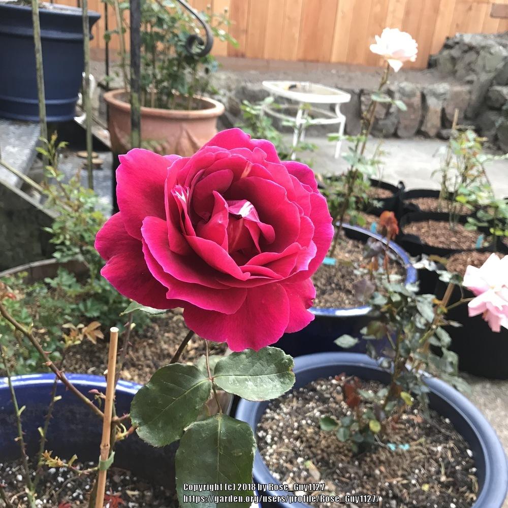 Photo of Hybrid Tea Rose (Rosa 'Mister Lincoln') uploaded by Rose_Guy1127