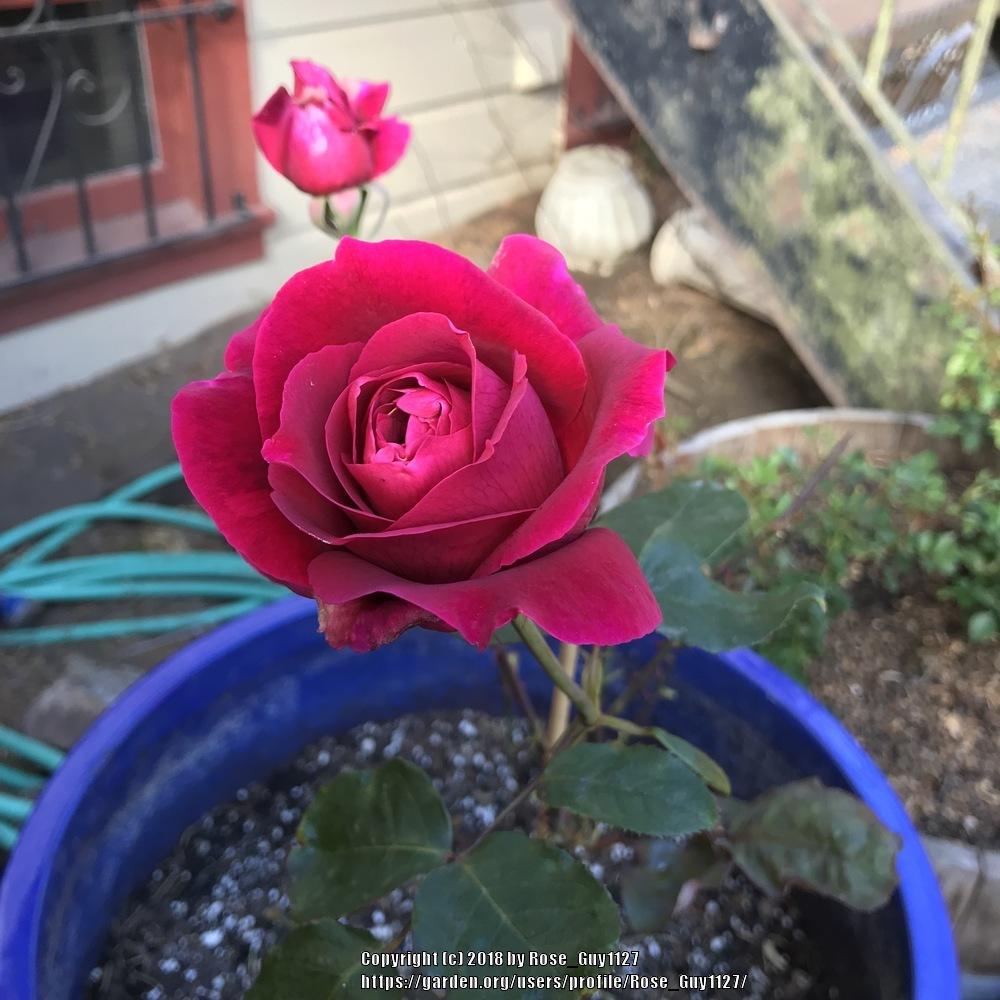 Photo of Hybrid Tea Rose (Rosa 'Mister Lincoln') uploaded by Rose_Guy1127