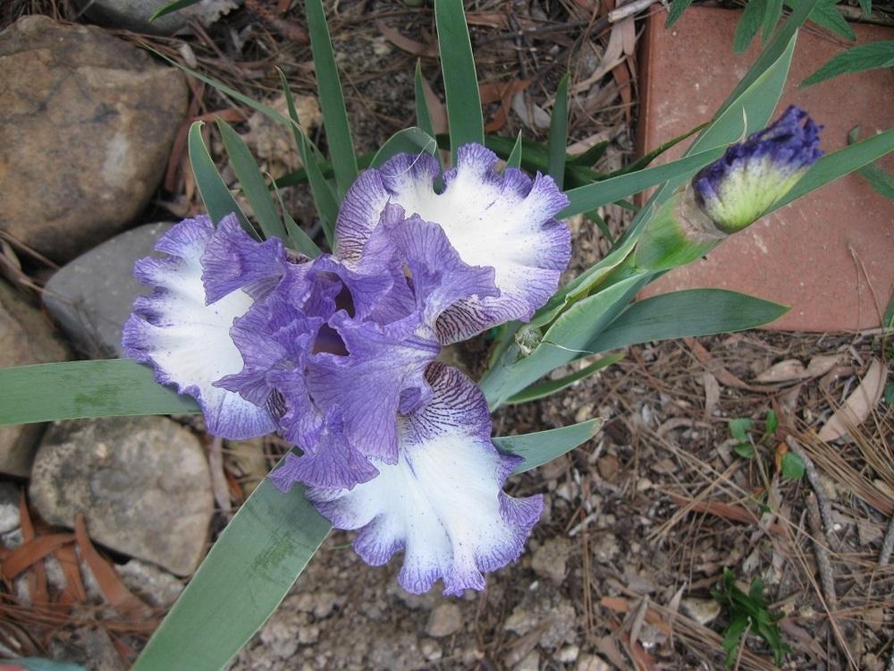 Photo of Tall Bearded Iris (Iris 'Tay Daum') uploaded by bron