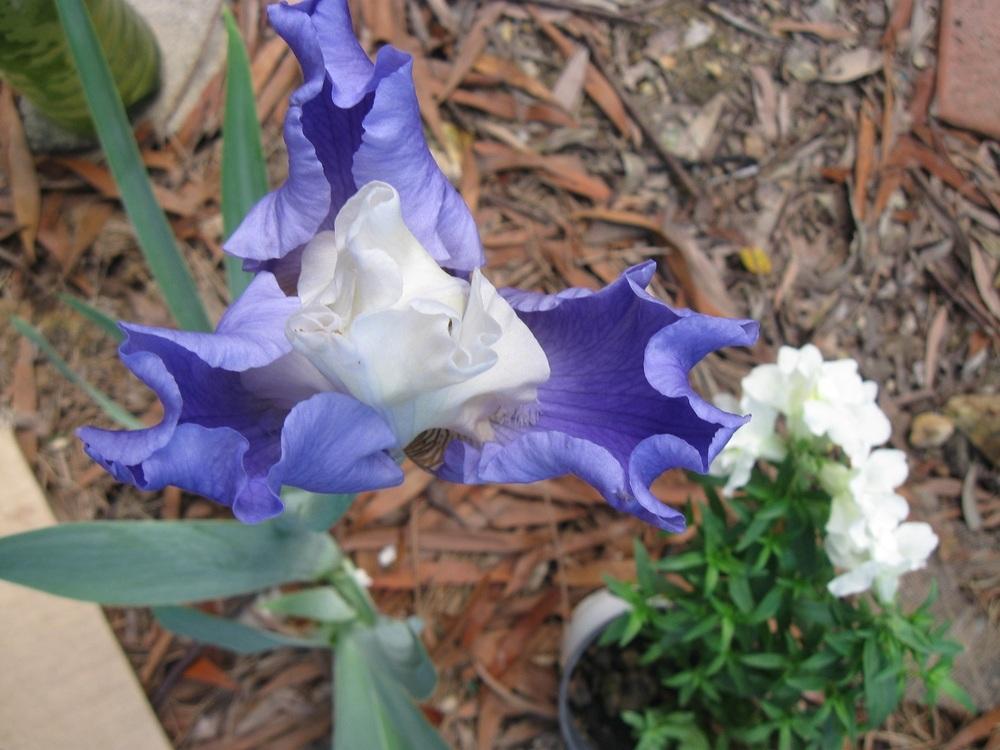 Photo of Tall Bearded Iris (Iris 'Stairway to Heaven') uploaded by bron