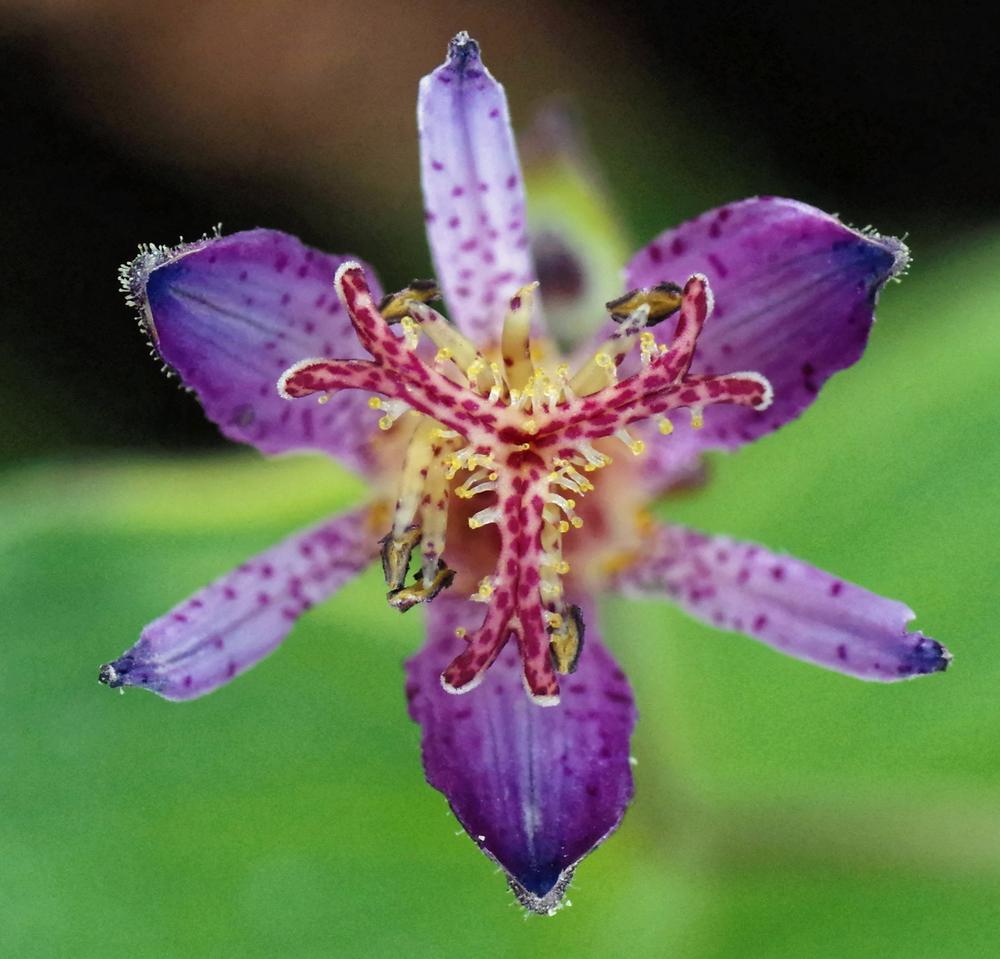 Photo of Toad Lily (Tricyrtis formosana 'Samurai') uploaded by dirtdorphins