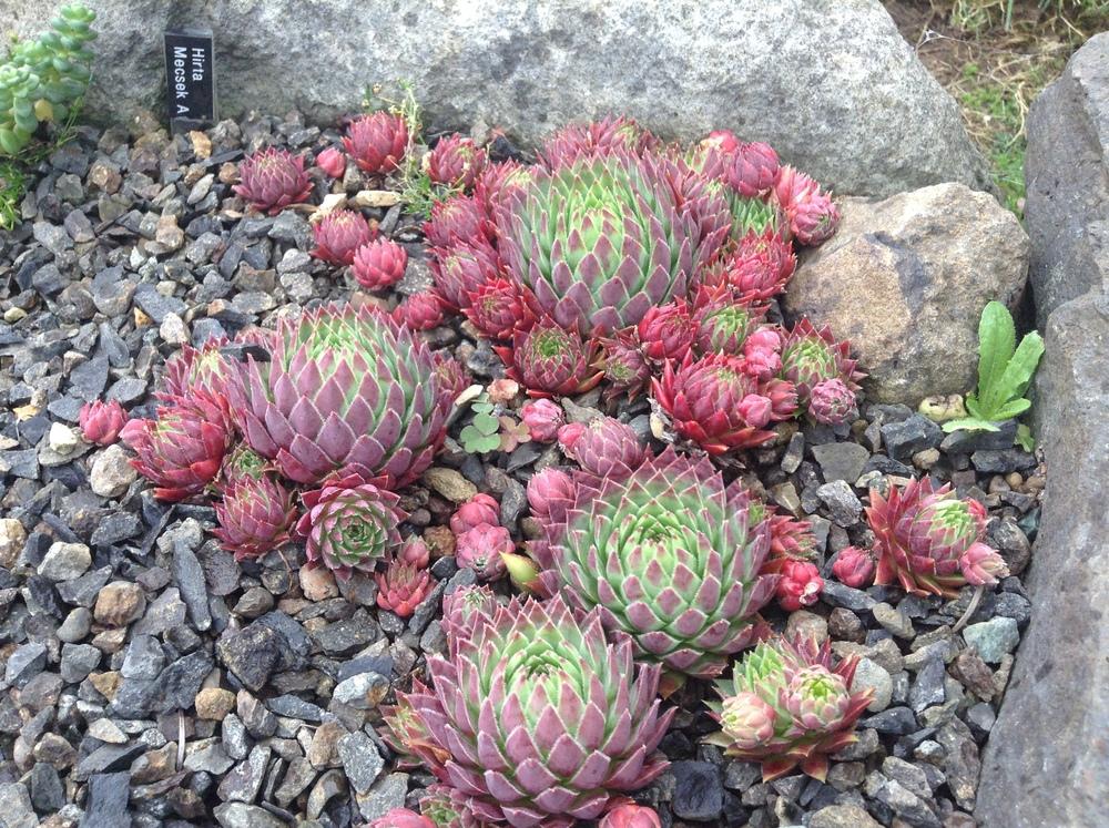 Photo of Rollers (Sempervivum globiferum subsp. hirtum 'from Mecsek Mts type A') uploaded by tcstoehr