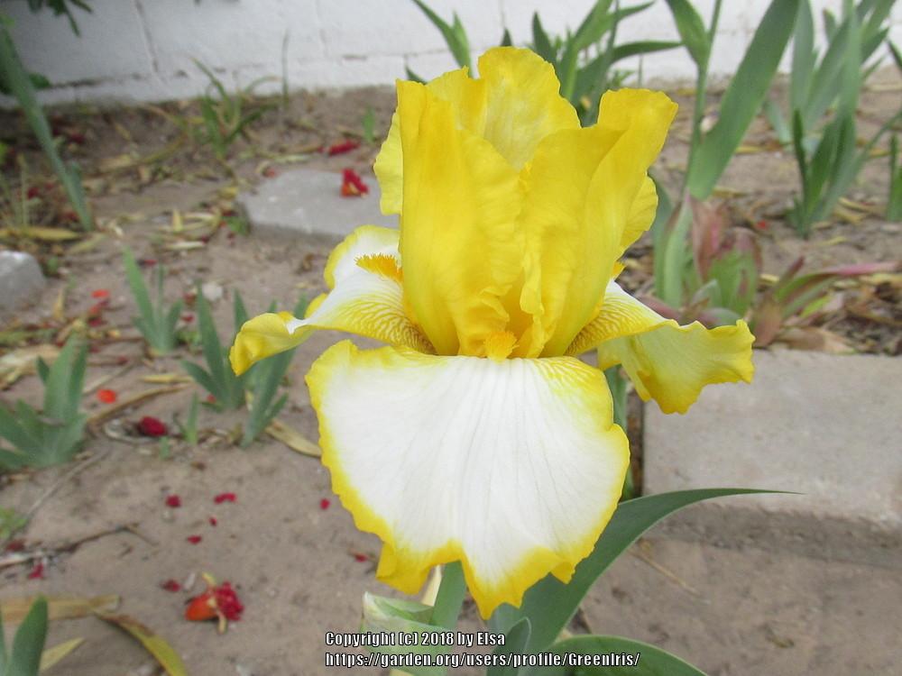 Photo of Tall Bearded Iris (Iris 'First Interstate') uploaded by GreenIris