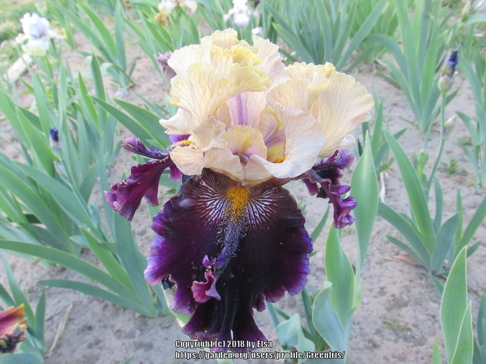 Photo of Tall Bearded Iris (Iris 'Expatriation') uploaded by GreenIris