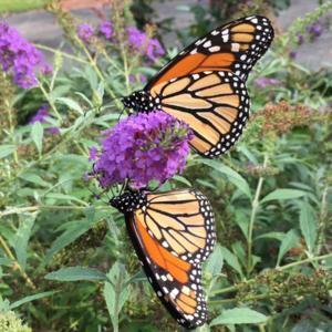Two monarch butterflies sharing a meal.