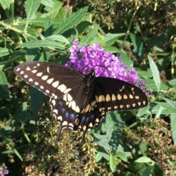 Location: My garden, Pequea, Pennsylvania, USA
Date: 2018-10-01
Black swallowtail enjoying a bit of nectar.