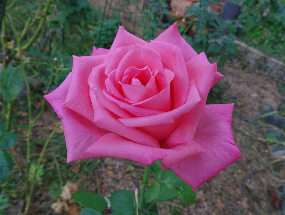 Photo of Rose (Rosa 'Awareness') uploaded by Beth_NorCal