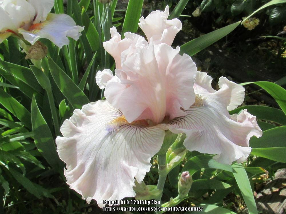 Photo of Tall Bearded Iris (Iris 'Friendly Advice') uploaded by GreenIris