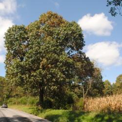 Location: Cheslen Land Preserve in southeast Pennsylvania
Date: 2018-10-03
lone full-grown tree