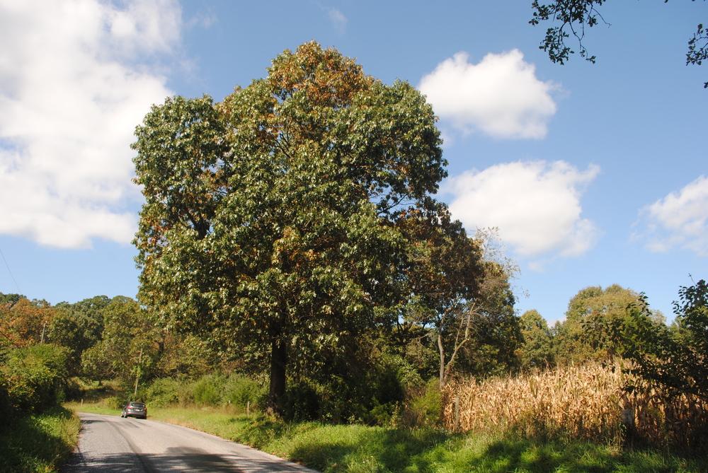 Photo of Black Oak (Quercus velutina) uploaded by ILPARW