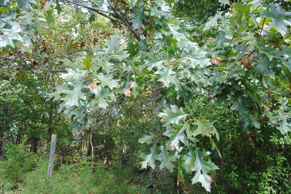 Photo of Black Oak (Quercus velutina) uploaded by ILPARW