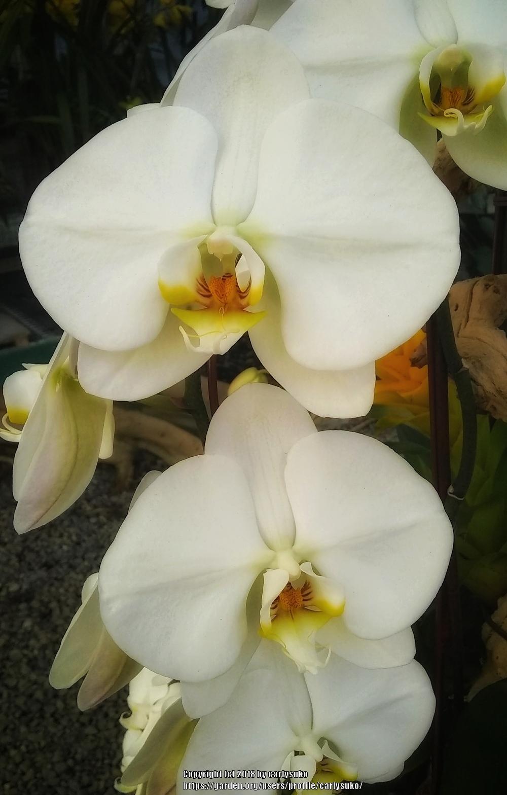 Photo of Moth Orchid (Phalaenopsis) uploaded by carlysuko