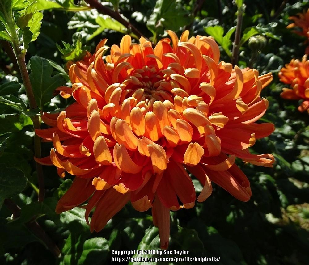 Photo of Mum (Chrysanthemum 'Astro') uploaded by kniphofia