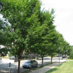 Location: West Chester, Pennsylvania
Date: 2008-07-29
several trees in a line in parkway