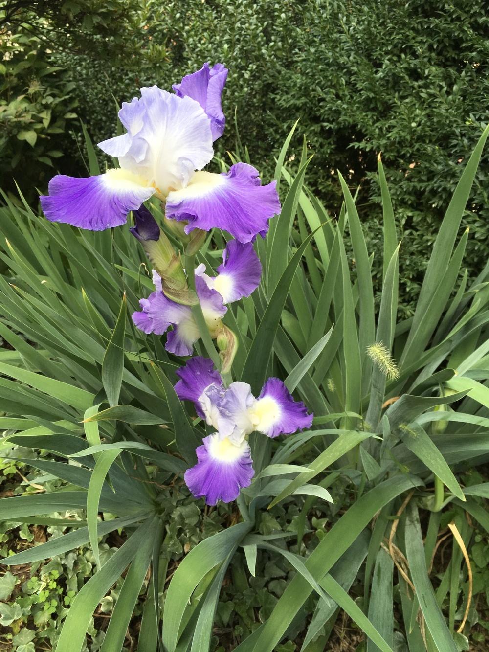 Photo of Tall Bearded Iris (Iris 'Clarence') uploaded by Islandview