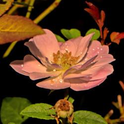 Location: Botanical Gardens of the State of Georgia...Athens, Ga
Date: 2018-09-30
Champney's Pink Cluster Rose 005
