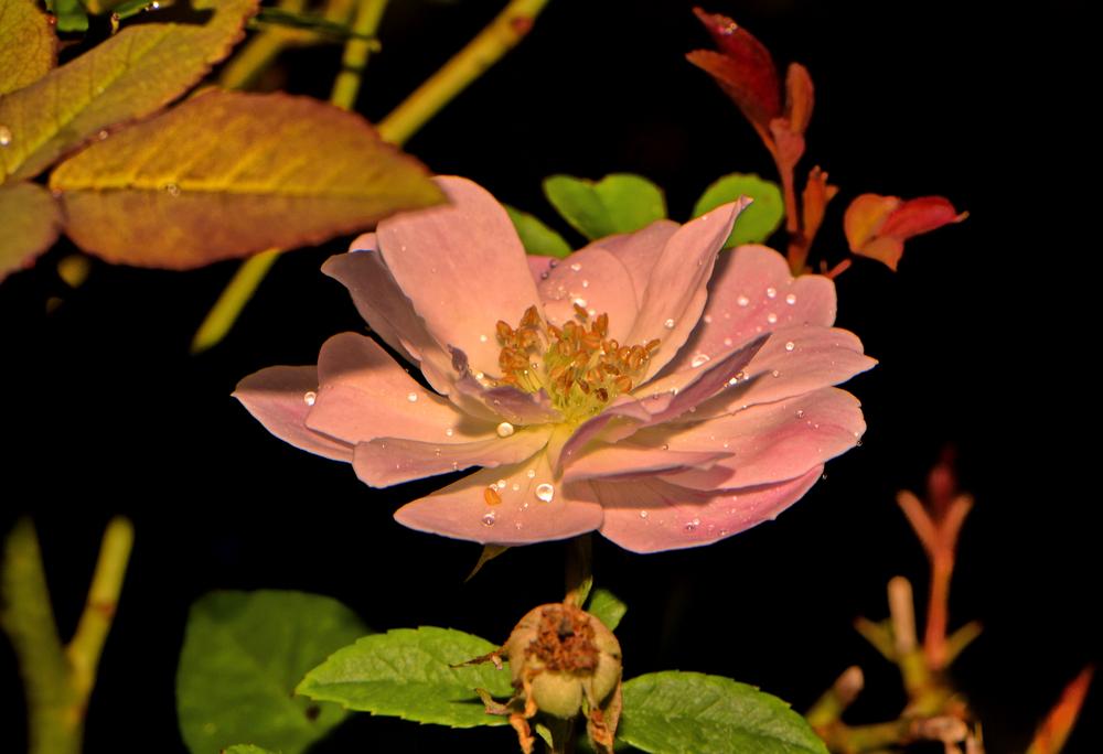 Photo of Rose (Rosa 'Champneys' Pink Cluster') uploaded by dawiz1753