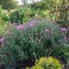 "Chrysanthemum 'Jewel Box', 2018 photo, Common Name: Hardy Garden