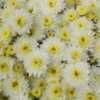 Chrysanthemum x morifolium 'Butter N' Cream'
