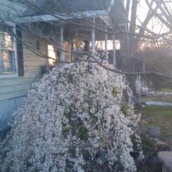 Location: Simpsonville, SC
Date: March 24, 2010
Note the characteristic weeping branches.