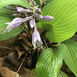 Location: Apple Valley MN
Date: 2018-10-05
Late flowering hosta late sept-early oct