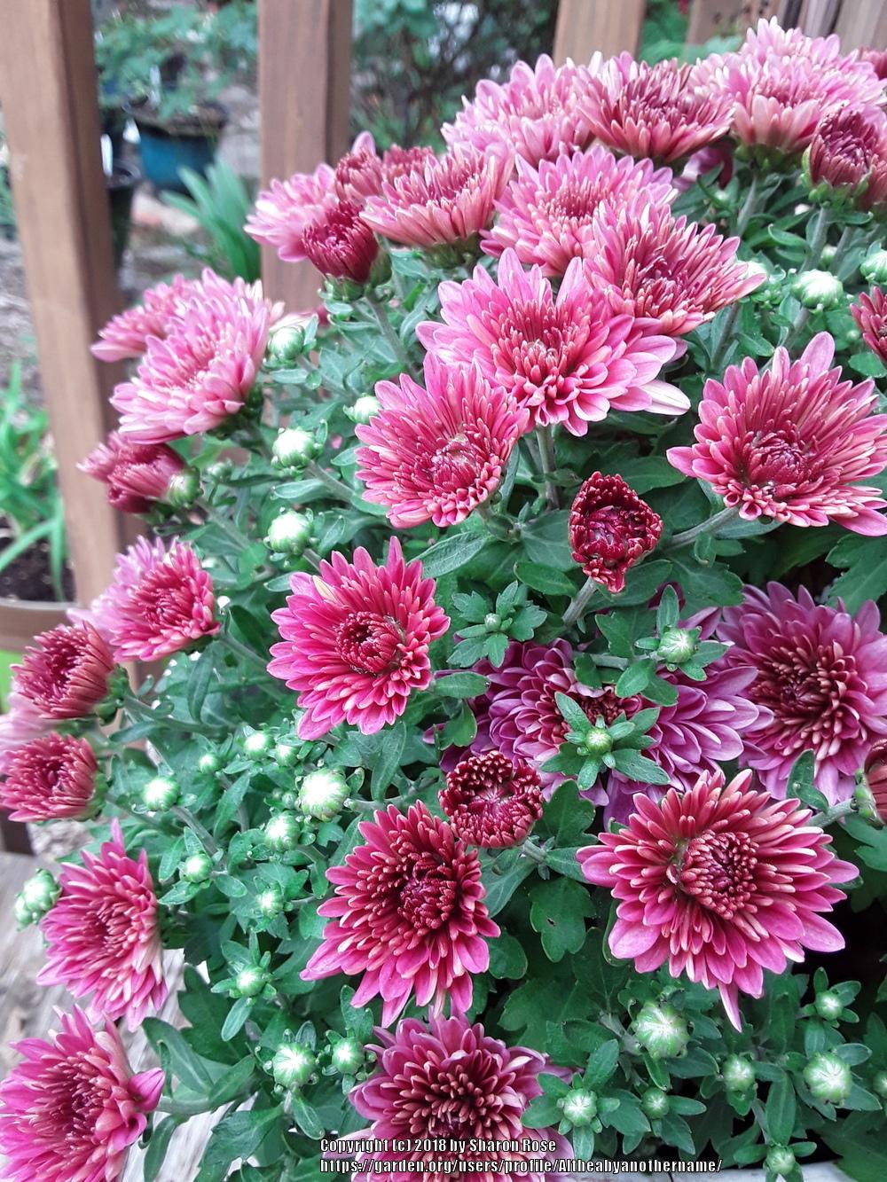 Photo of Chrysanthemum uploaded by Altheabyanothername
