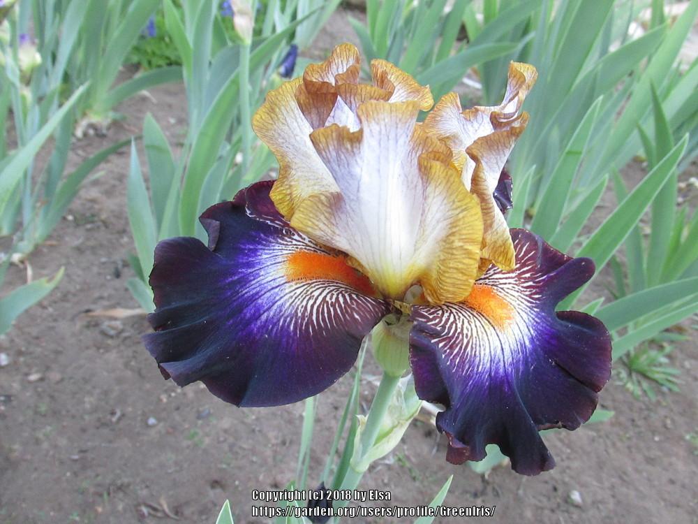 Photo of Tall Bearded Iris (Iris 'Mixed Signals') uploaded by GreenIris