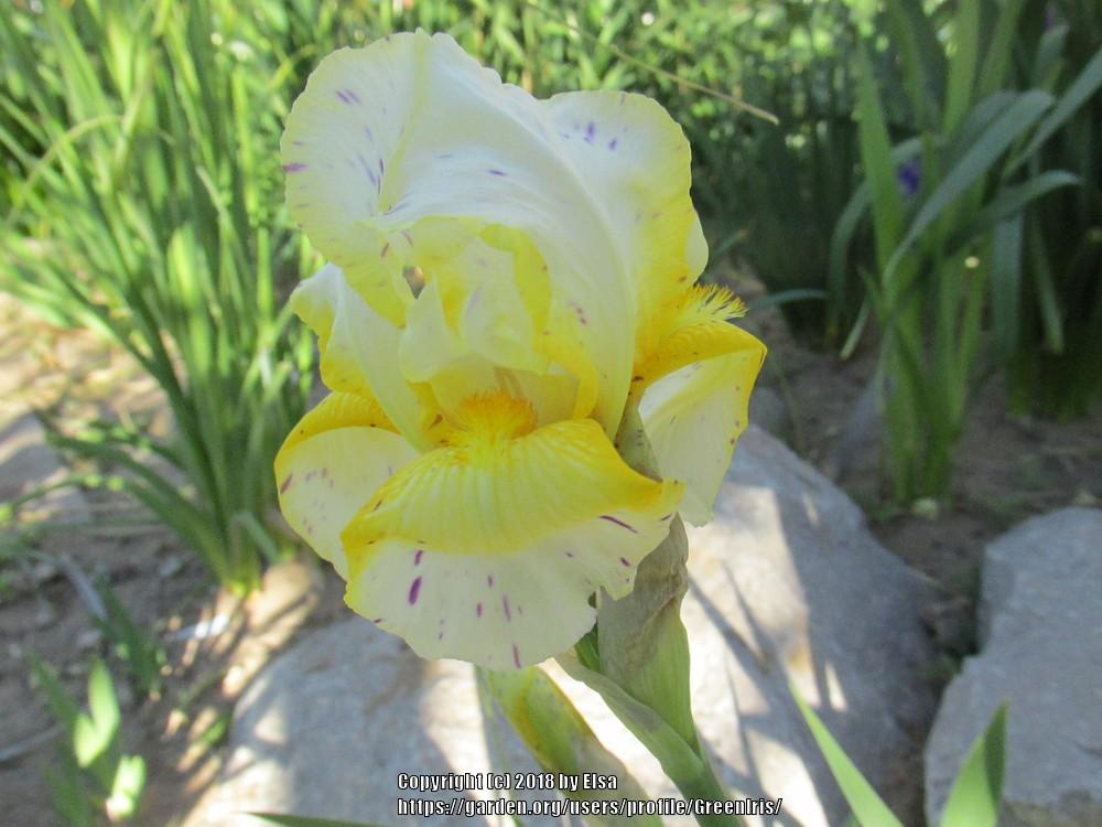 Photo of Border Bearded Iris (Iris 'Minnesota Mixed-Up Kid') uploaded by GreenIris