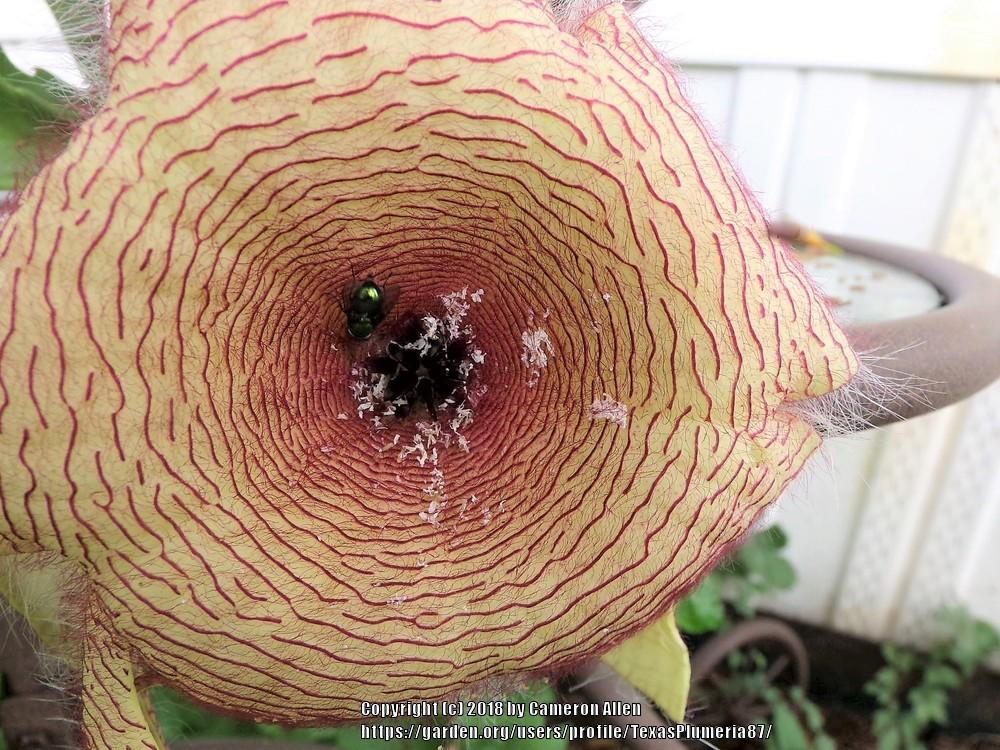 Photo of Starfish Plant (Ceropegia gigantea) uploaded by TexasPlumeria87
