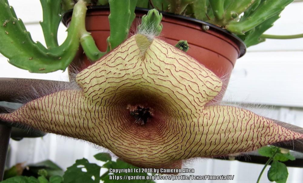Photo of Starfish Plant (Ceropegia gigantea) uploaded by TexasPlumeria87