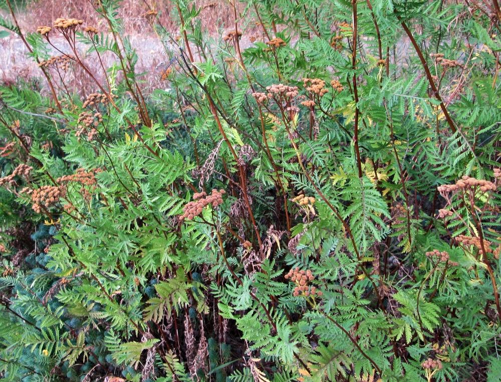 Photo of Tansy (Tanacetum vulgare) uploaded by lauribob